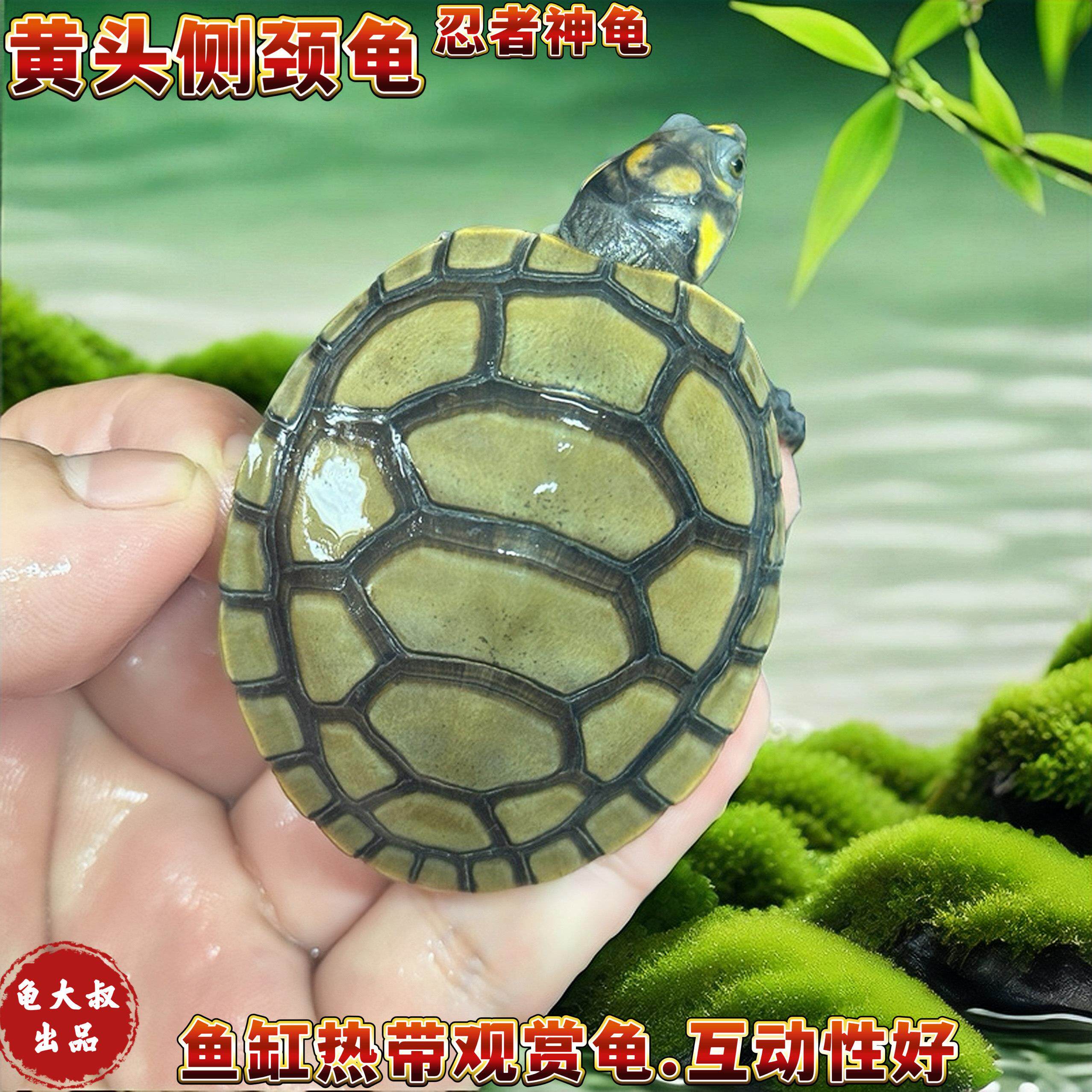 黄头侧颈龟忍者龟深水鱼缸龟宠物龟圆澳侧颈龟小乌龟黄头苗沼泽