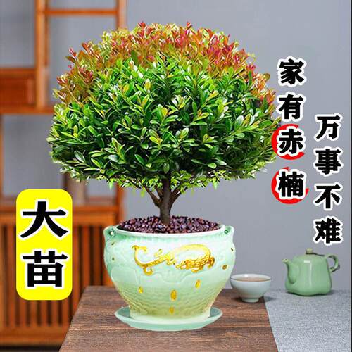 大老桩小叶赤楠盆景植物金丝楠木室内花卉盆栽办公室四季好养绿植