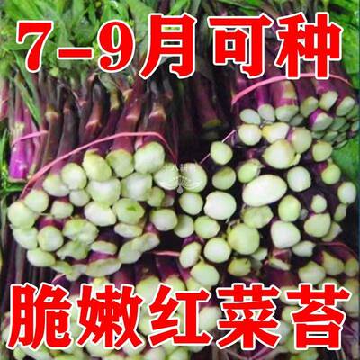 红菜苔种子红菜心正宗洪山菜苔种籽耐寒抗冻阳台盆栽过冬蔬菜种孑
