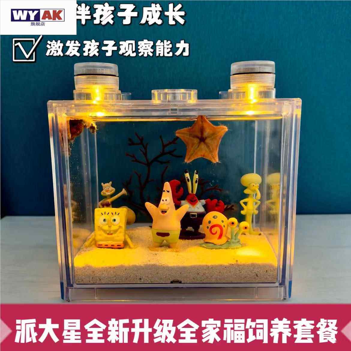 海星活宠物饲养套餐迷你海洋生物小朋友桌面桌面鱼缸