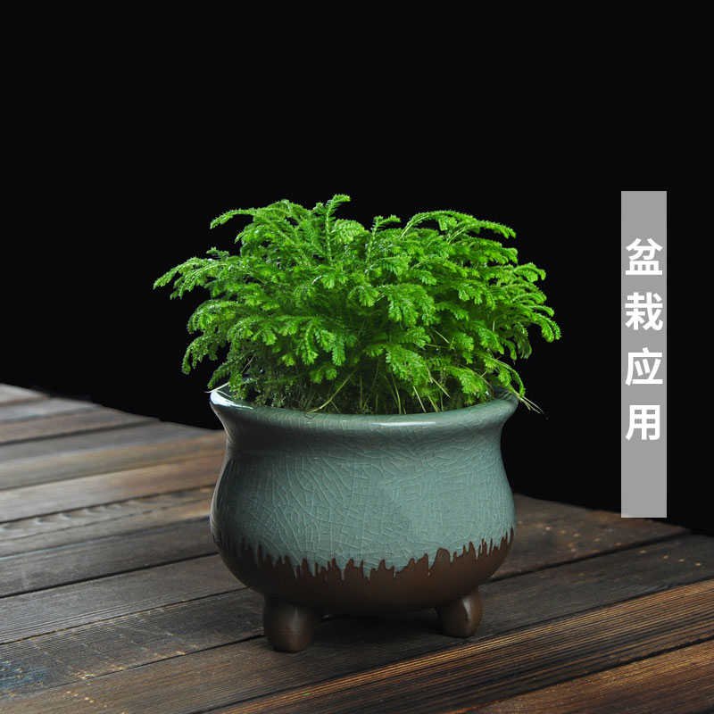 蕨类植物网纹草水陆缸DIY微景观盆栽造景室内水培小苗铁线蕨绿植