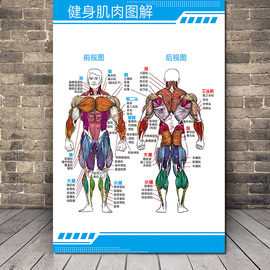 健身房人体肌肉结构图片健身全身肌肉图解海报挂画墙贴宣传装饰画