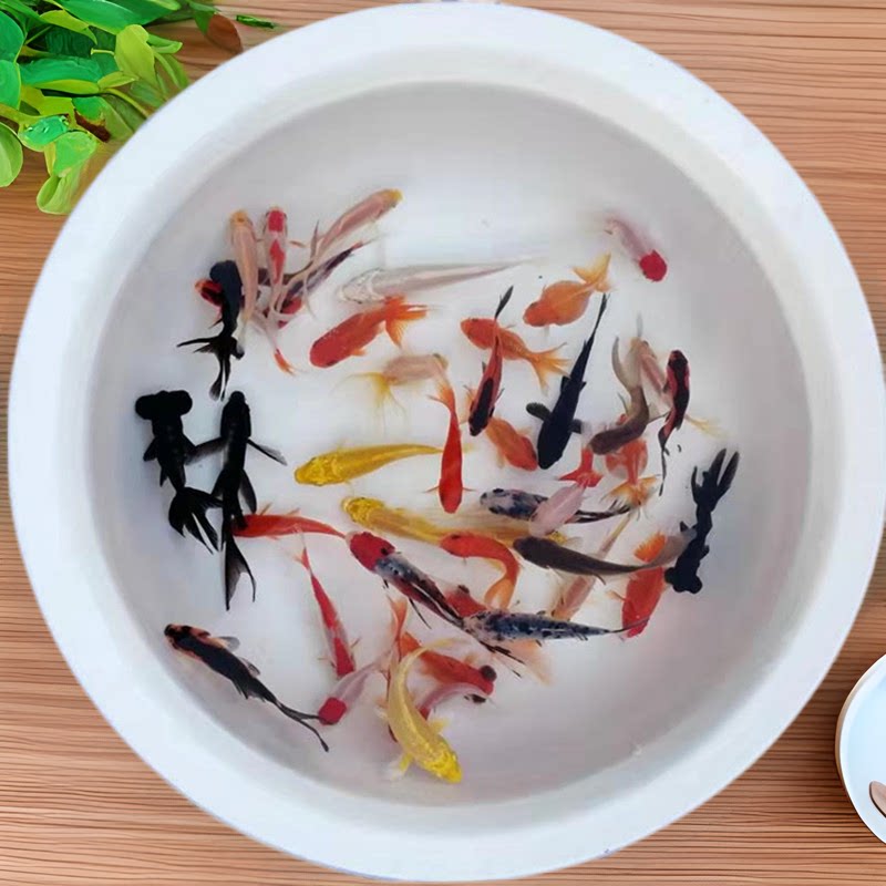 观赏鱼小金鱼冷水鱼活鱼锦鲤鱼