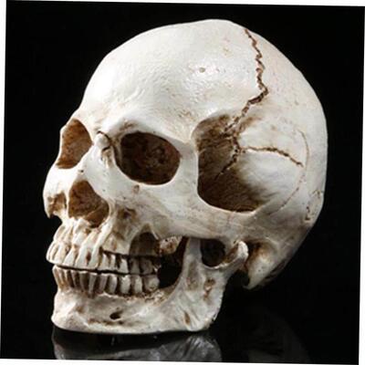 Human Head Replica Resin Divided 3D Skull Mould for Hallowee