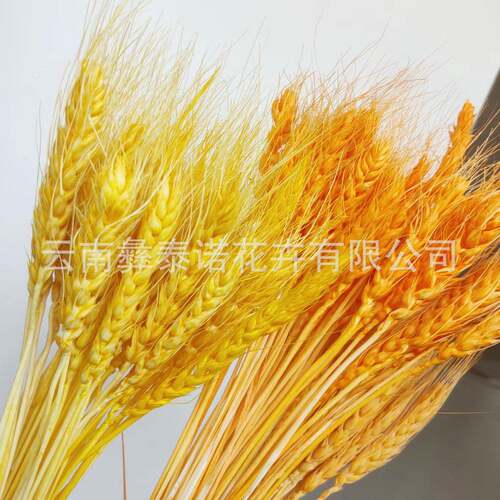 穗干花开业大麦天然干花027花麦束装饰摆件道拍摄具意花材简约创