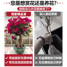 三角梅盆栽带花发货樟红樱绿樱老桩小苗四季开花卉室内外爬藤植物