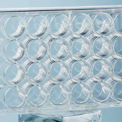 Virya细胞培养板等离子处理48孔板无内毒素γ射线灭菌3514809