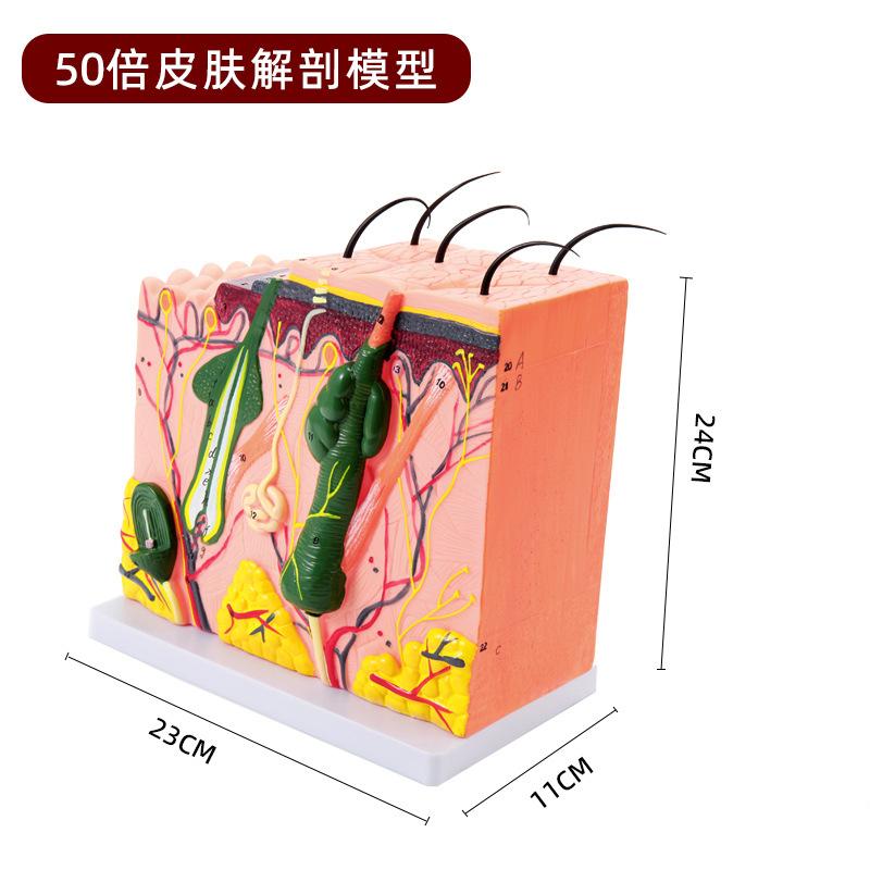 人体皮肤皮肤组织结构放大模型