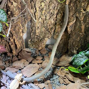 爬虫缸树藤树枝蜥蜴寄居蟹陆生攀爬造景用品爬宠仿真植物藤条装饰