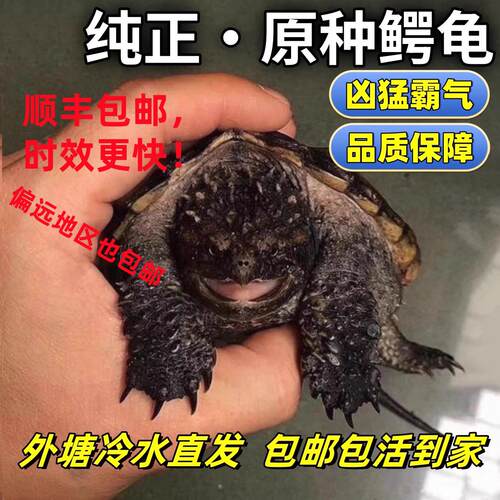 大鳄龟苗活体鳄鱼龟纯佛佛鳄刺鳄钓鱼龟乌龟食用鳄龟观赏特价出售
