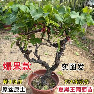 带果老品种巨峰夏黑户太8号葡萄树苗盆栽当年结果葡萄苗别墅栽植