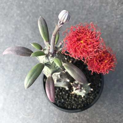 普西利菊 开花漂亮菊科无刺仙人柱仙人球多肉植物盆栽室内绿植花