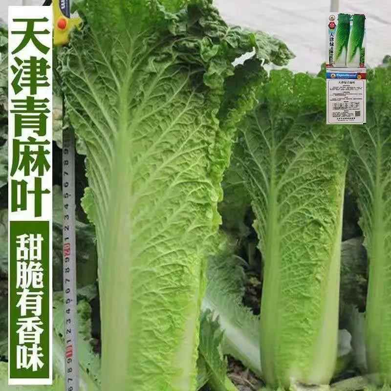 天津绿青口大白菜青麻叶秋天高产夏秋季菜四季过冬冬季蔬菜棒白菜