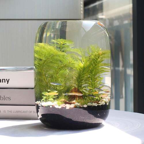 生态瓶微景观免换水diy科学作业材料玻璃办公桌面小鱼缸生态鱼缸