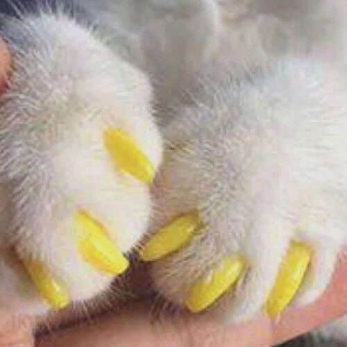 200Pcs Colorful Cats Claw Protectors Pet Covers Furniture