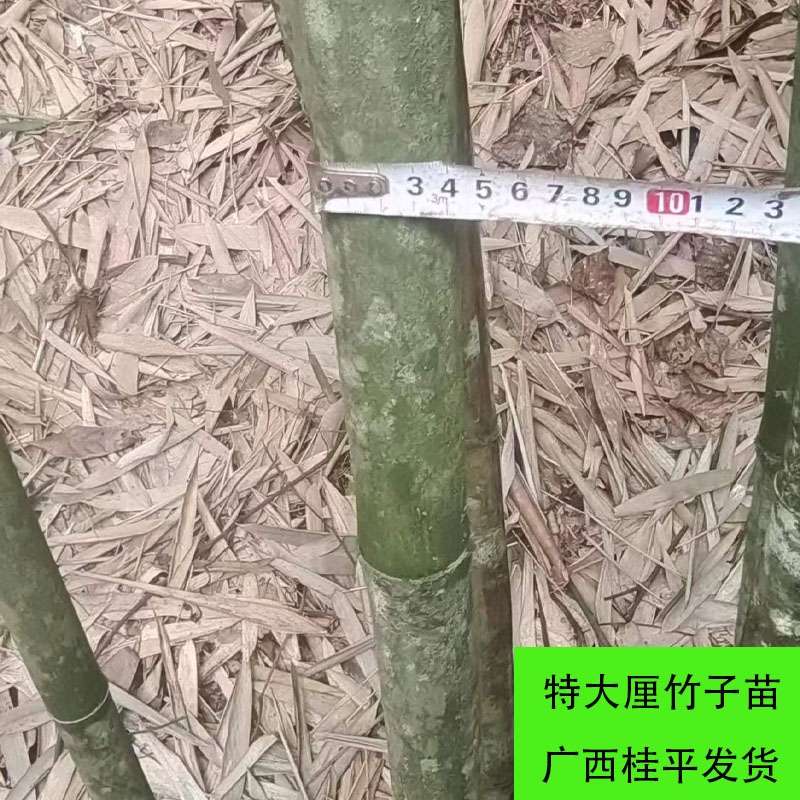 特大厘竹苗禾杆竹鱼杆竹子苗特硬竹子苗庭院四季常青大竹子苗耐寒