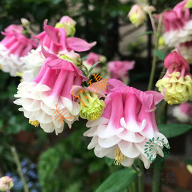 耧斗菜猫爪花种子，百日草藿香绿化家庭，园艺阳台庭院盆栽花种籽子