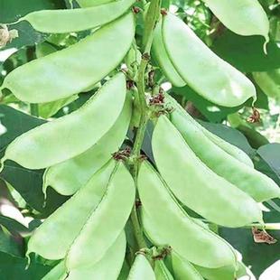 扁豆子四季豆角红眉豆梅豆角蔬菜孑白豆角梅豆孑架豆菜豆峨眉豆籽