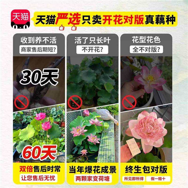 荷花藕种观赏盆栽水养莲花缸栽莲藕苗鱼池塘水生植物花卉碗莲睡莲