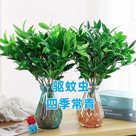 竹柏驱蚊竹水培植物，室内客厅水养绿植，花卉盆栽办公室桌面四季卧室