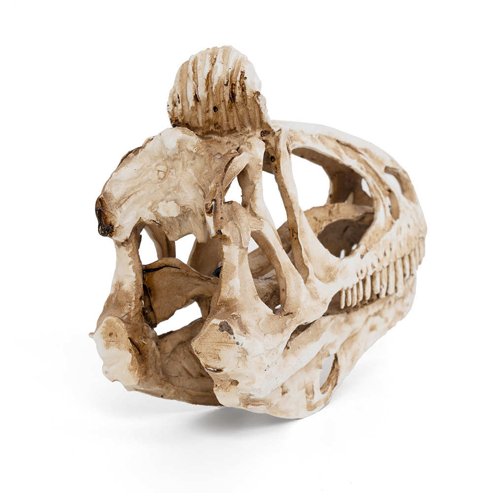 恐龙头骨模型树脂工艺品冰脊龙骷髅头动物骨架研究参考动物骷颅头