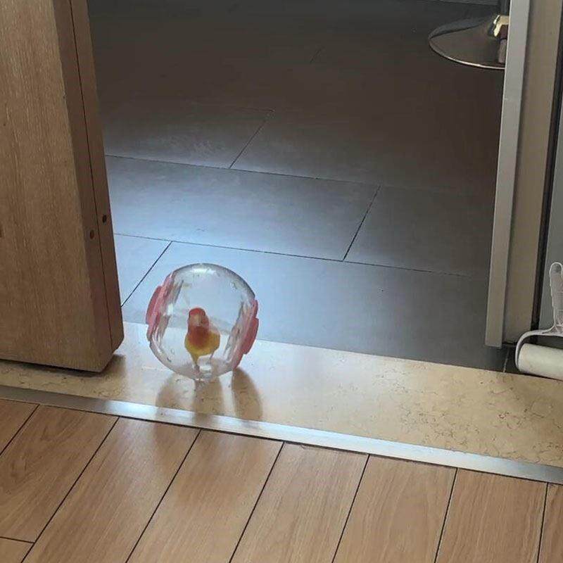官方旗舰店正品鹦鹉跑球居里喵跑球玩具解闷自嗨虎皮牡丹耐啃咬跑