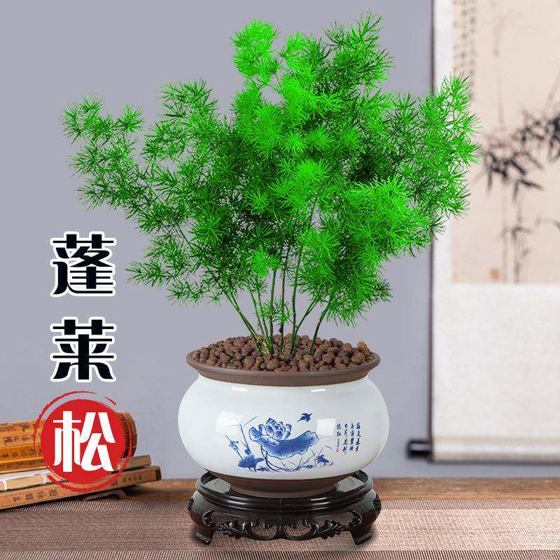 蓬莱松盆栽好养盆景活植物室内花四季常青花草观花生肖猴花卉招财
