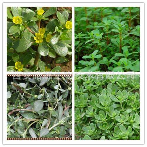 假马齿苋提取物10：1 假马齿苋皂苷 Bacopa monniera 多比例供应