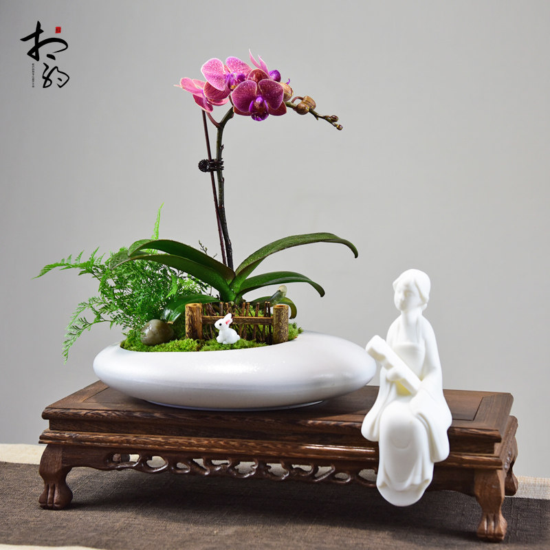 蝴蝶兰盆栽植物客厅室内花卉盆栽带花苞花剑花苗四季好养易活绿植