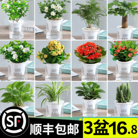 绿萝箩吊兰发财树花卉盆栽，小绿植办公室内多肉植物水培好养除甲醛