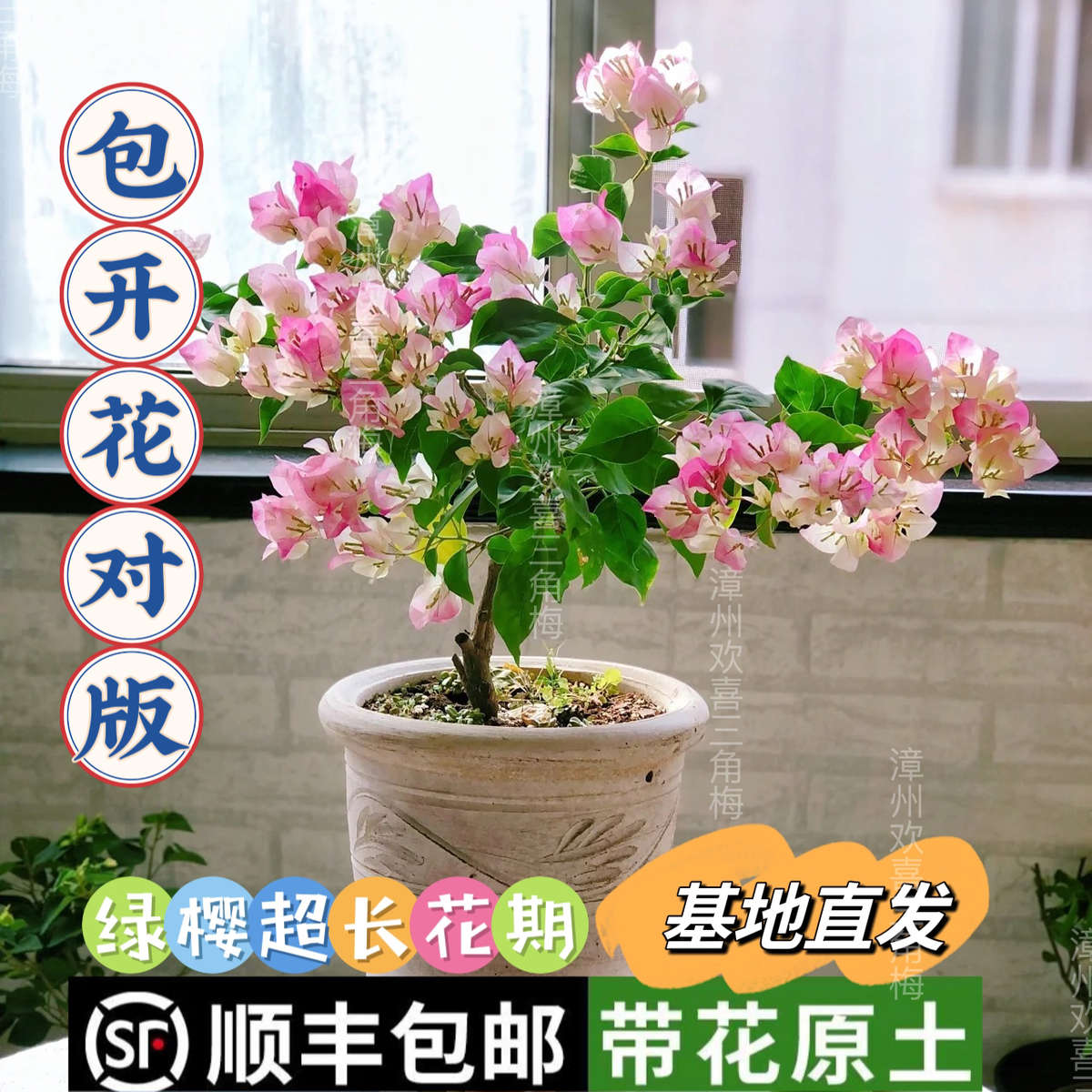 绿樱三角梅带花发货盆栽大苗爬藤老桩四季开阳台庭院室内花卉植物