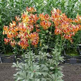 现货进口欧洲杂交百合花种球林荫百合耐寒零下三十多度庭院