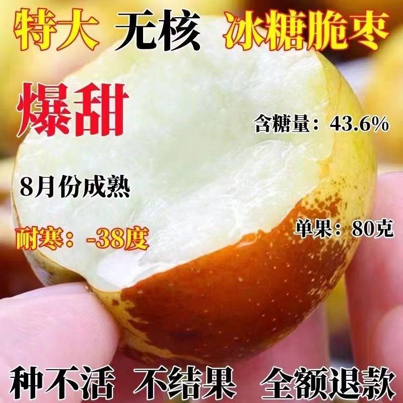 特大无核冰糖脆枣树苗盆栽地种庭院枣苗南北方种植当年结果树果苗
