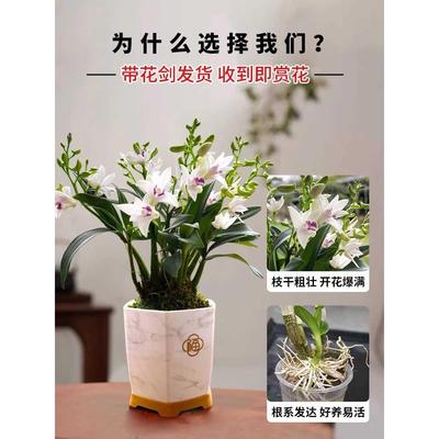 紫云石斛兰室内盆栽现带花出售淡香兰花植物桌面花卉办公室绿植