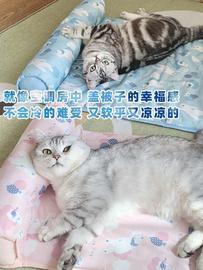 呆萌宠宠物夏季凉垫，猫狗冰垫猫咪睡垫降温猫窝垫凉席毯子可机洗