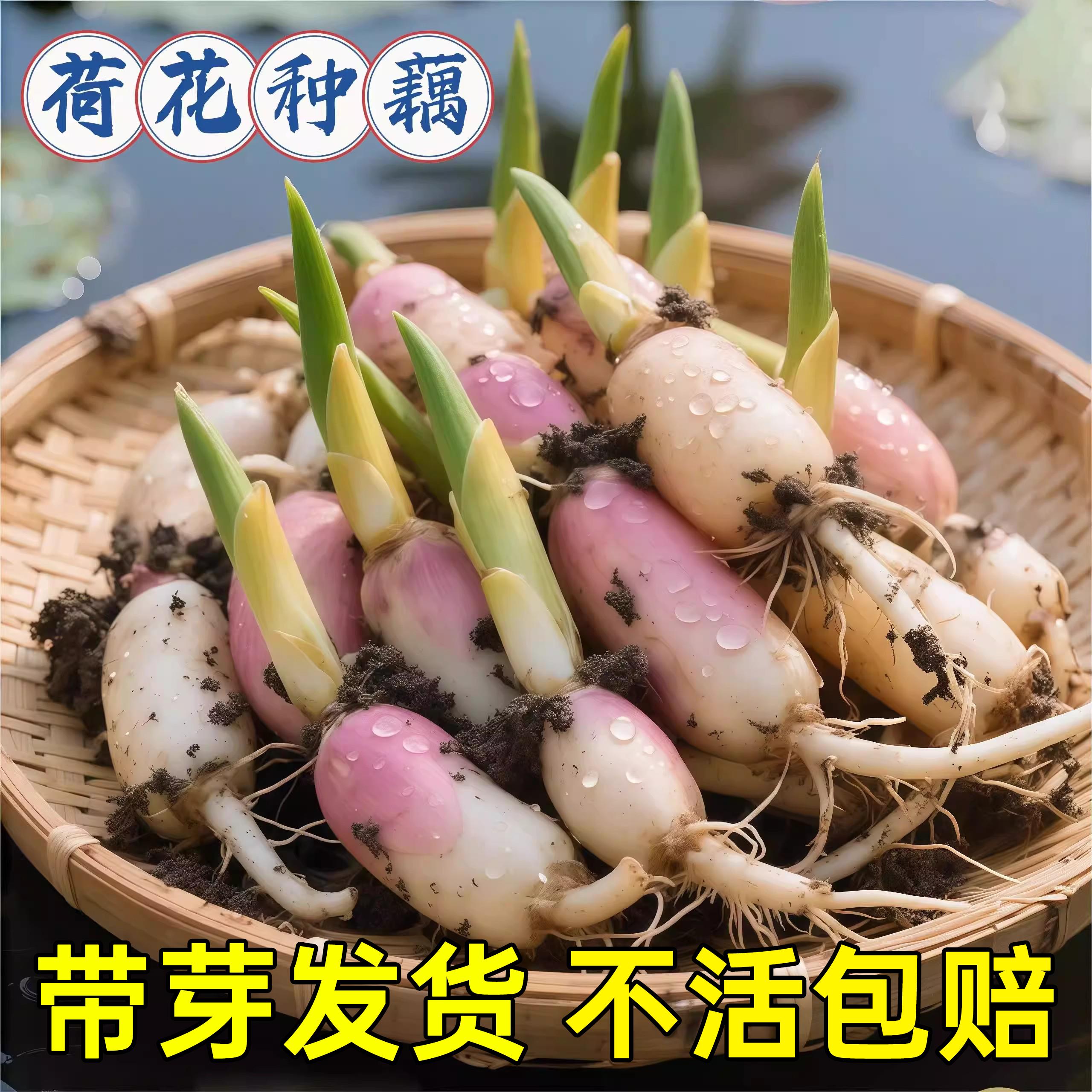 大型荷花观赏型可食用四季水养水缸种莲藕莲蓬新鲜荷花藕芽白莲藕