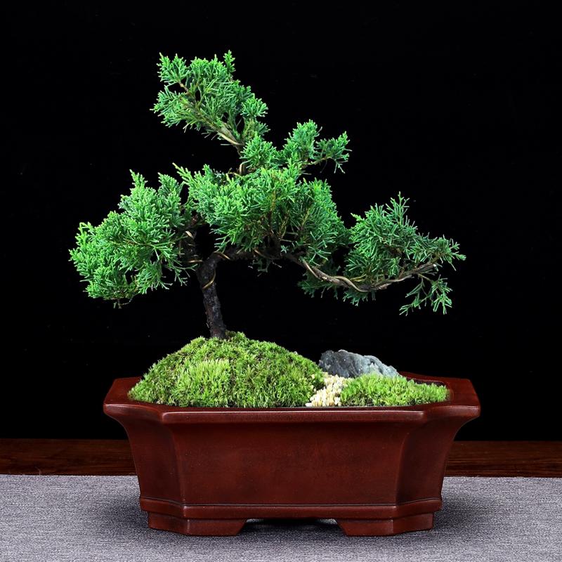 紫砂花盆盆景盆长方形六方四方手工仿古创意个性桌面绿植园艺