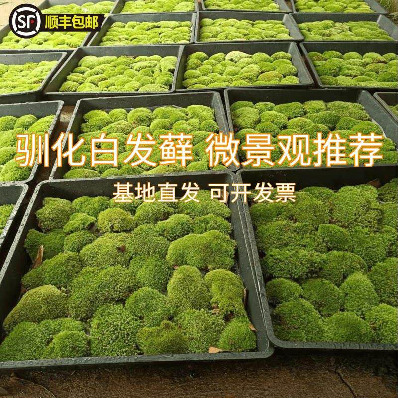 新鲜活白发藓 苔藓青苔趣味微景观造景 盆栽雨林缸创意diy装饰