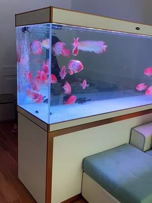 汉霸鱼缸怎么样？听说容易爆缸是吗？