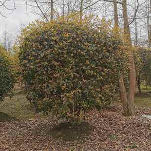 丛生桂花树园林绿化庭院植物