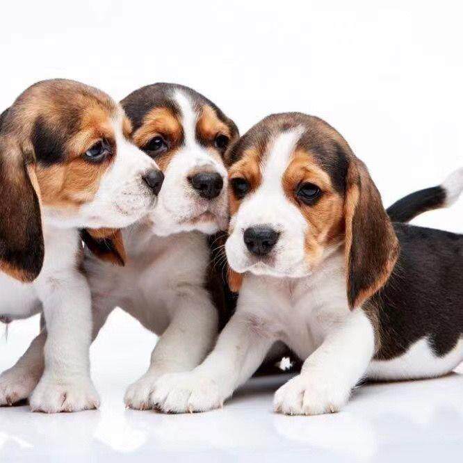 比格犬混血单血统史努比小猎犬米格鲁中小型犬短毛大耳朵幼崽狗狗