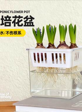 高品质郁金香水培器皿郁金香花盆塑料家用风信子专用花瓶方形养种