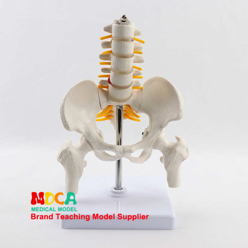 缩小人体骨盆带五节腰椎带股骨模型骨科脊柱脊椎模型健身 MGP003