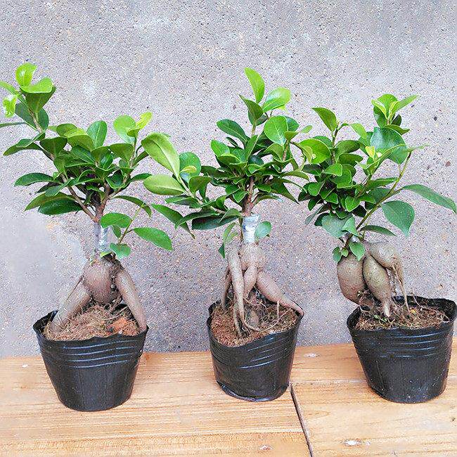 四季常青耐寒榕树造型树桩盆景苗室内植物人参榕小叶榕树盆栽绿植