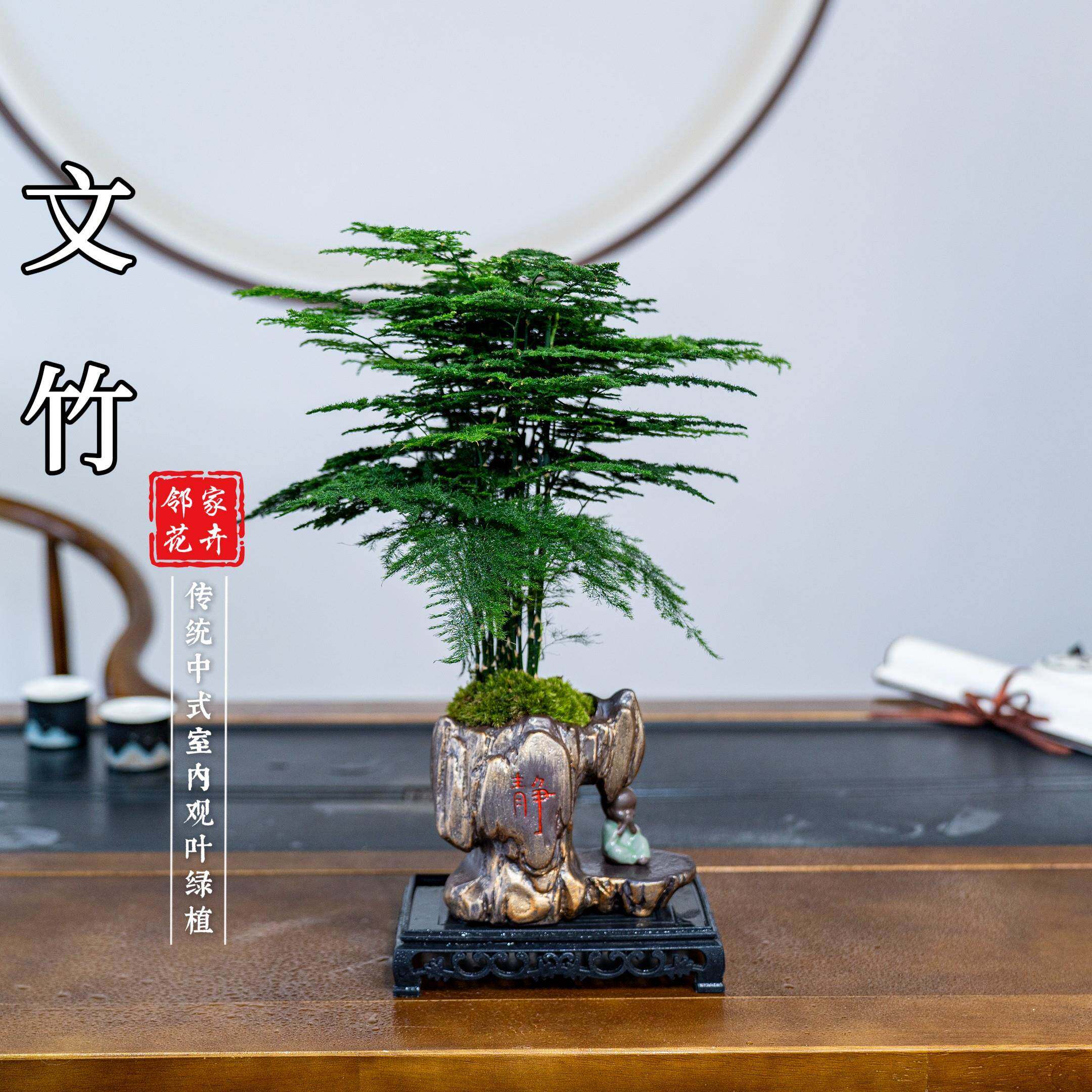 新疆包邮高档文竹精致盆栽植物室内绿化四季迷你办公室绿植