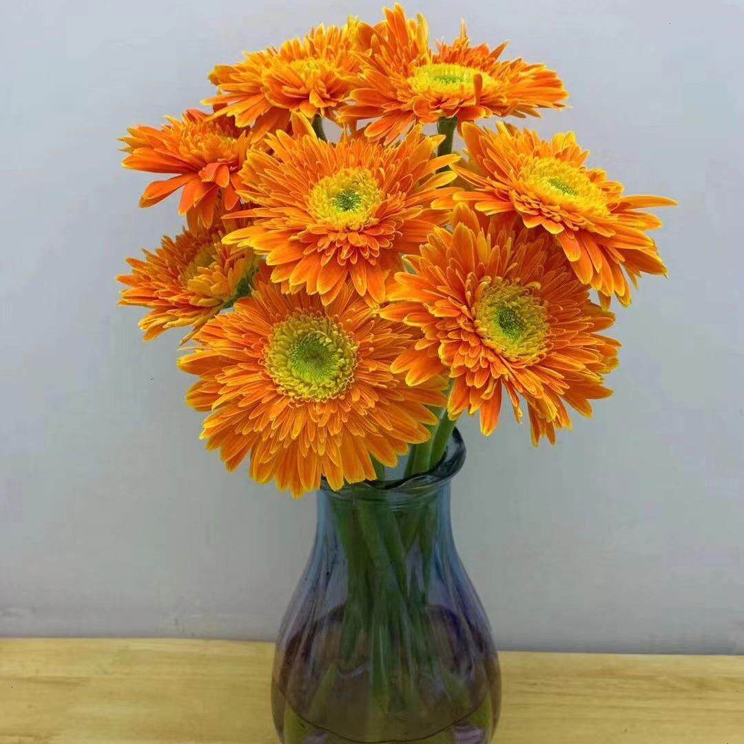 云南鲜花基地扶郎鲜花切花非洲菊太阳花祝福生日婚礼家庭节日插花