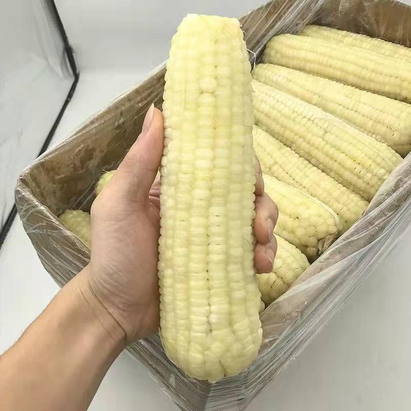 东北糯玉米棒10根整箱粘玉米大粒微甜糯香软新鲜真空半熟0加苞米