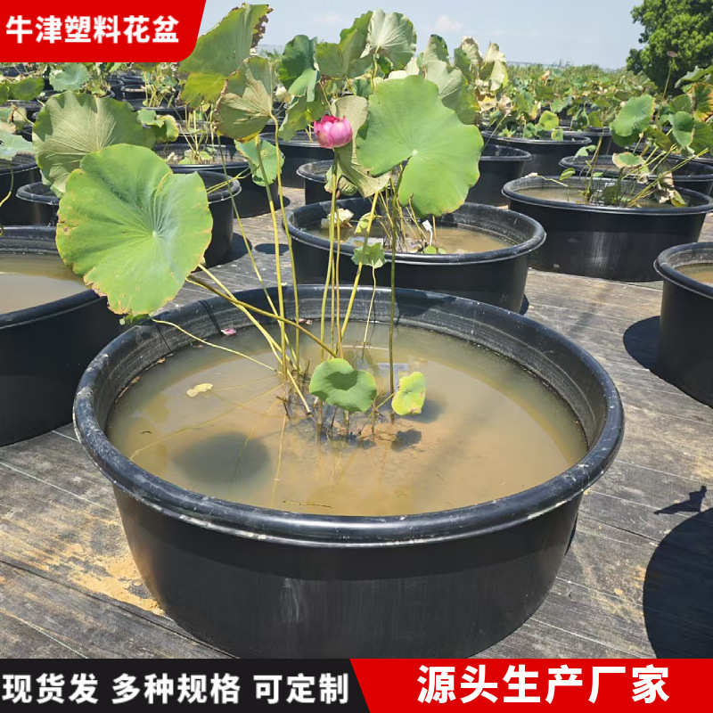 超大塑料盆洗衣盆大号洗澡盆睡莲荷花种植盆无孔水培牛津盆厂家