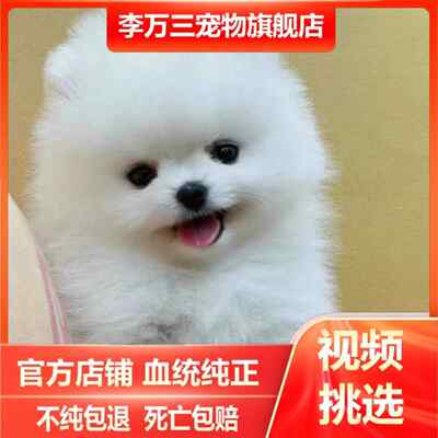 纯种博美犬幼犬长不大俊介茶杯犬