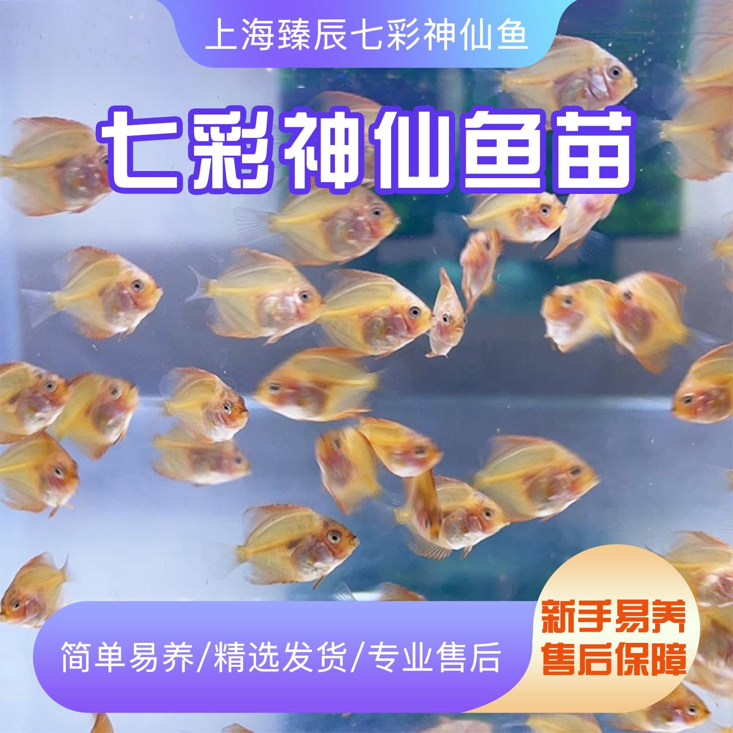 七彩神仙鱼苗热带观赏鱼精品鱼苗活体中小型好养包活【渔场直售】